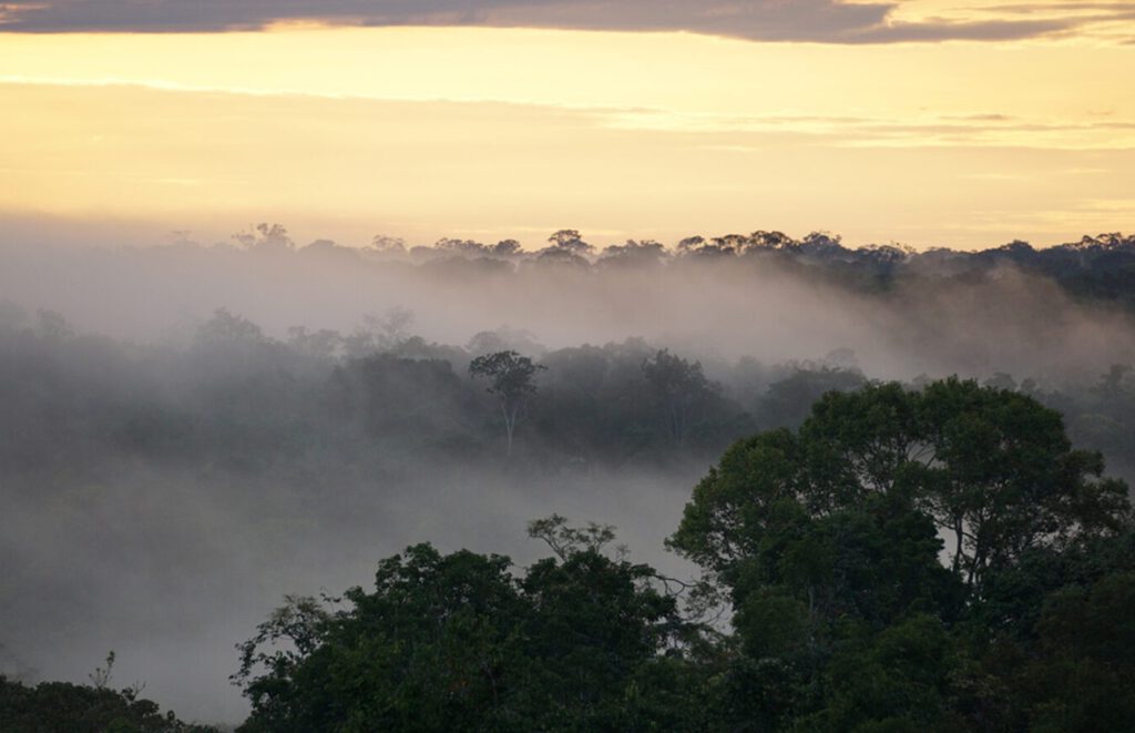 Blick über den Amazonas-Regenwald