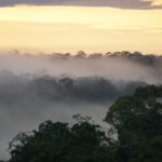 Blick über den Amazonas-Regenwald