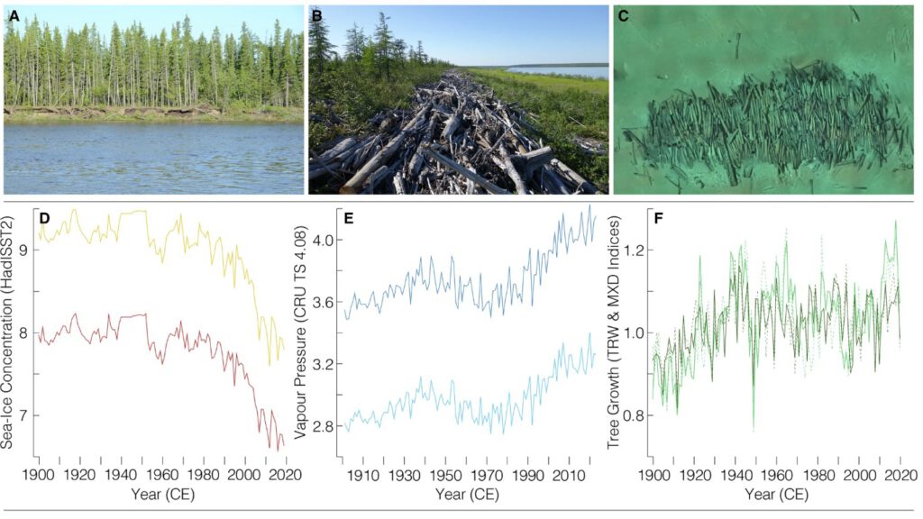 Natürliche Erosion kippt Bäume in Flüsse, Treibholz sammelt sich am Indigirka in Nordostsibirien; anderswo liegen Stämme bereits auf dem Meeresboden. Die Grafiken zeigen dazu den beschleunigten Wandel in hohen Breiten: weniger Meereis, feuchtere Luft und stärkeres Baumwachstum in borealen Wäldern. © Ulf Büntgen