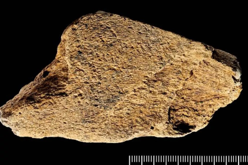 Ein 500.000 Jahre altes Werkzeug aus Elefantenknochen
