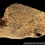 Ein 500.000 Jahre altes Werkzeug aus Elefantenknochen