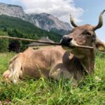 Eine Studie dokumentiert erstmals flexiblen Werkzeuggebrauch bei einer Kuh – und rückt die Intelligenz von Rindern in ein neues Licht.