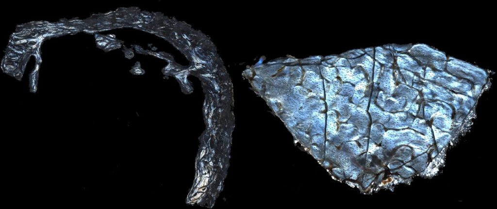 Fossilien aus der Olduvai-Schlucht (links), und Chiwondo Beds (rechts): Die helle Struktur zeigt erhaltenes Kollagen im Knochen und Zahn. Es gilt als wichtiger Hinweis darauf, dass biologische Moleküle aus der Urzeit im Inneren der Fossilien überdauert haben. © Studie