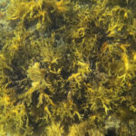 Seetang vor Grönland