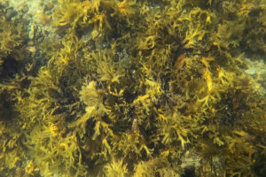 Seetang vor Grönland