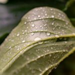 Grünes Blatt mit Wassertropfen