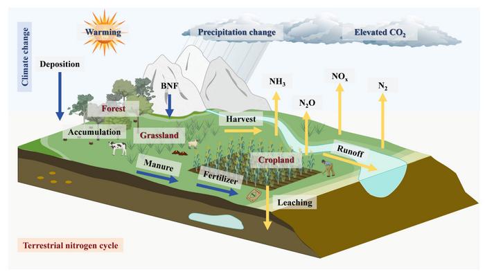 Der Klimawandel greift in den globalen Stickstoffkreislauf an Land ein und verändert, wie Böden, Pflanzen und Ökosysteme mit Nährstoffen umgehen. © Miao Zheng, Qin Huang, Jinglan Cui & Baojing Gu
