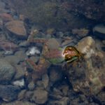 Sierrabaumfrosch im Wasser