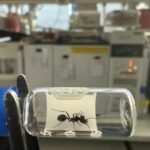 Eine Messor barbarus-Arbeiterin vor dem Gaschromatographen am Max-Planck-Institut für chemische Ökologie.