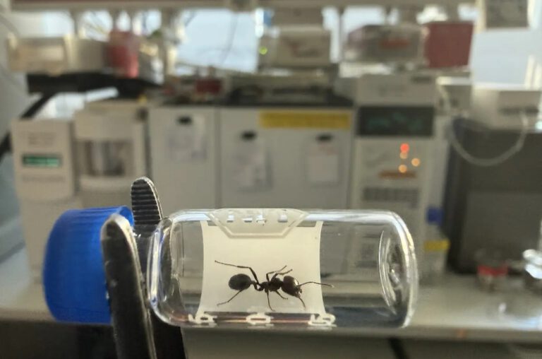 Eine Messor barbarus-Arbeiterin vor dem Gaschromatographen am Max-Planck-Institut für chemische Ökologie.