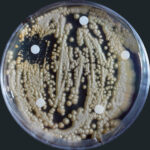 Mikroskopaufnahme von einem Pilz in einer Petrischale