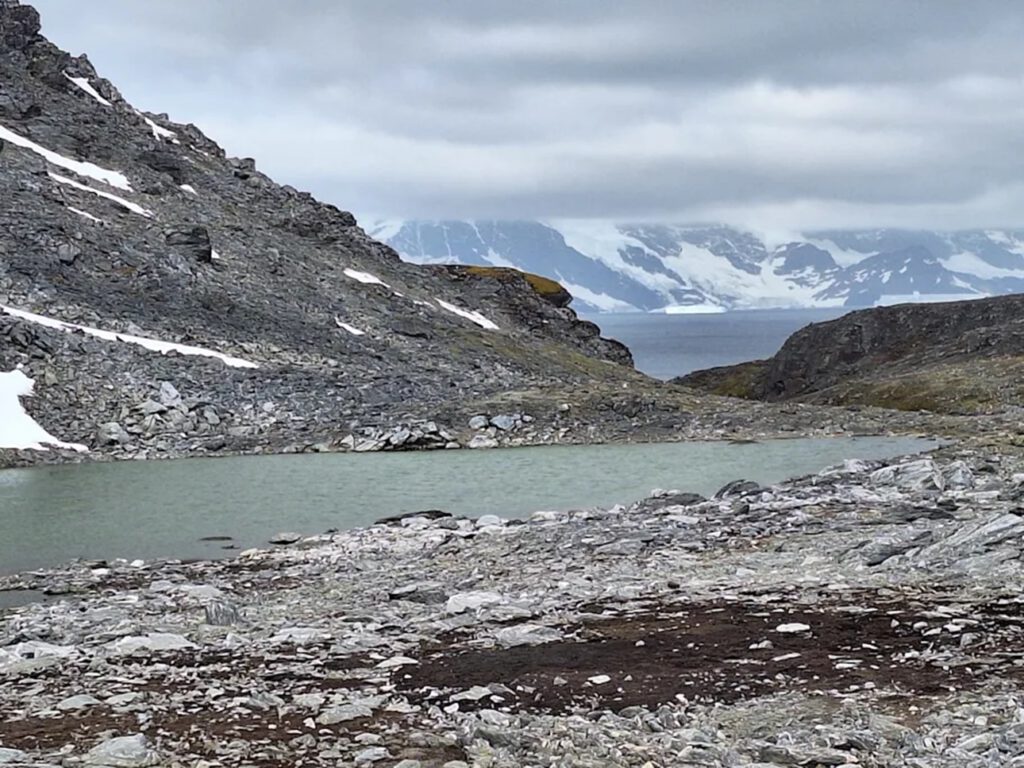 Rund tausend Jahre lagen diese Moose unter Eis. Durch die Erwärmung werden sie auf der Antarktis nun wieder sichtbar.