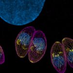 Toxoplasma gondii unter dem Mikroskop