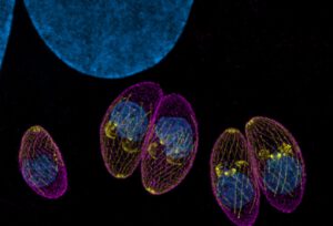 Toxoplasma gondii unter dem Mikroskop