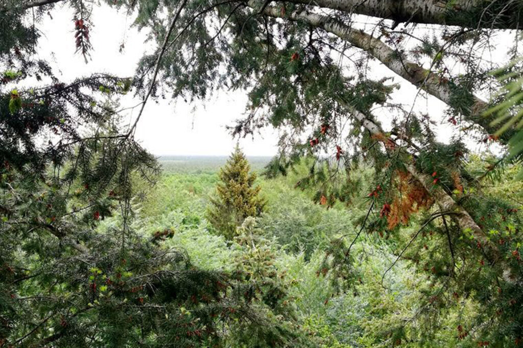 Mischwald mit Rotbuchen und den nicht-heimischen Douglasien