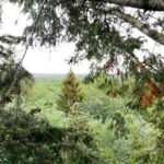 Mischwald mit Rotbuchen und den nicht-heimischen Douglasien