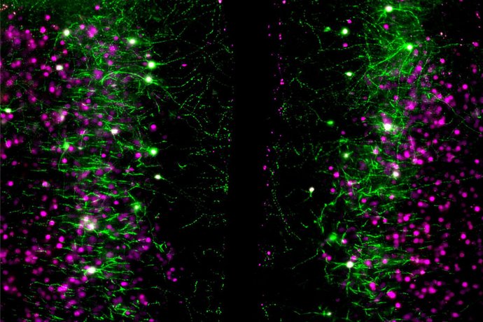 Mikroskopaufnahme aus dem Stirnhirn: Grün gefärbte Nervenzellen reagieren auf Oxytocin und dämpfen benachbarte Zellen (Magenta), die Angstsignale weitergeben. © Stephanie Schimmer/ZI