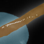 Elektronenmikroskopische Aufnahme eines Bakteriums.