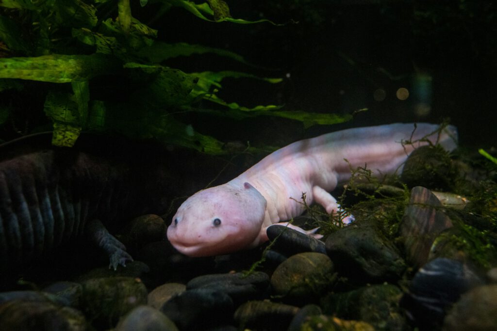 Beim Axolotl folgt Regeneration festen Regeln: Erst eine Verletzung macht Stammzellen flexibel, ein Signal bestimmt das neue Gewebe.