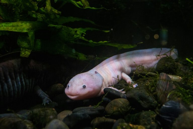 Beim Axolotl folgt Regeneration festen Regeln: Erst eine Verletzung macht Stammzellen flexibel, ein Signal bestimmt das neue Gewebe.