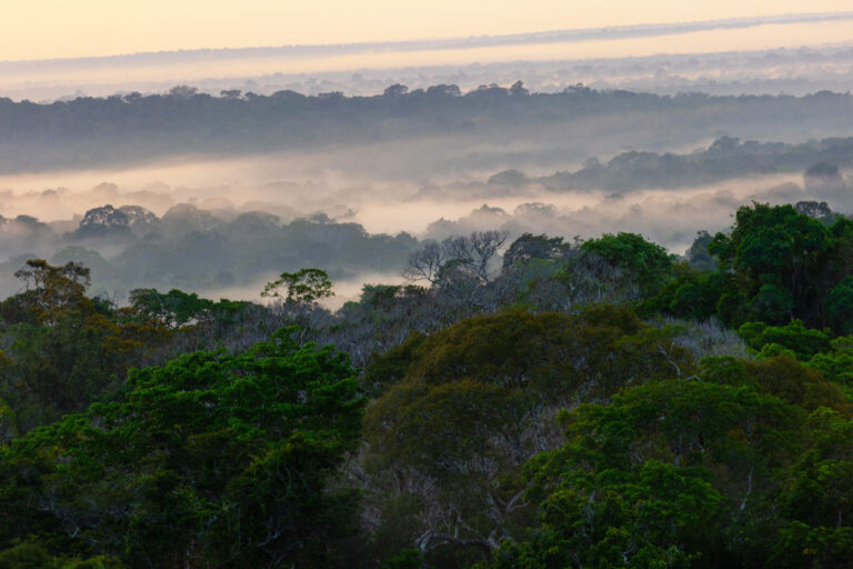 Über dem Amazonas bei Manaus liegt Morgennebel