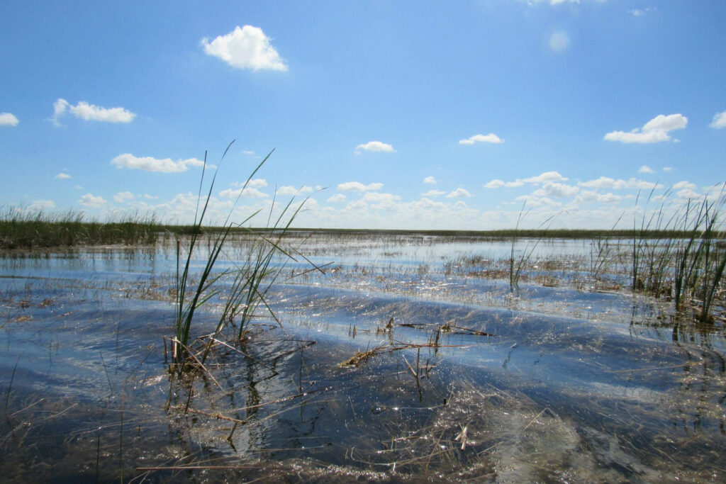 Bild eines natürlichen Feuchtgebiets unter blauem Himmel