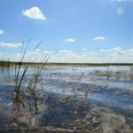 Bild eines natürlichen Feuchtgebiets unter blauem Himmel