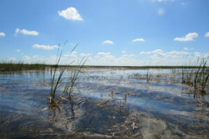 Bild eines natürlichen Feuchtgebiets unter blauem Himmel
