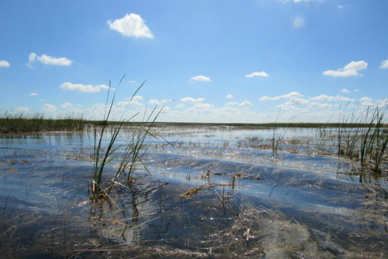 Bild eines natürlichen Feuchtgebiets unter blauem Himmel