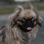 Ein Pekinese streckt die Zunge raus