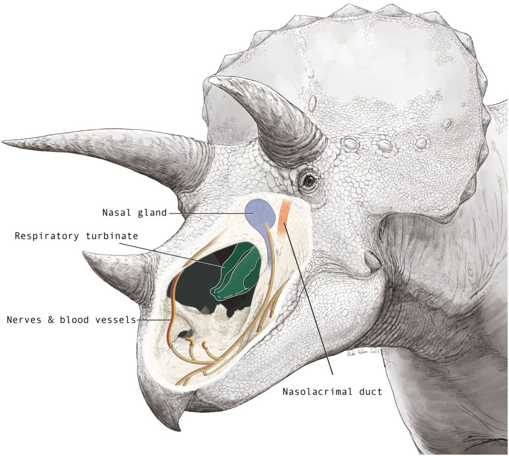 Nasenhöhle des Triceratops: Illustration der von Forschern rekonstruierten Anordnung der inneren Strukturen. ©2026 K. Sakane, CC-BY-ND