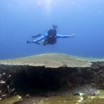 Ein Taucher schwimmt über einer großen Koralle im Meer.