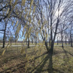 Stadtgrün als Pollenfalle: Warum neue Parks Allergien verschärfen können