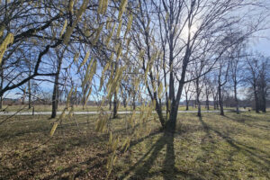 Ein Haselstrauch im Sonnenschein.