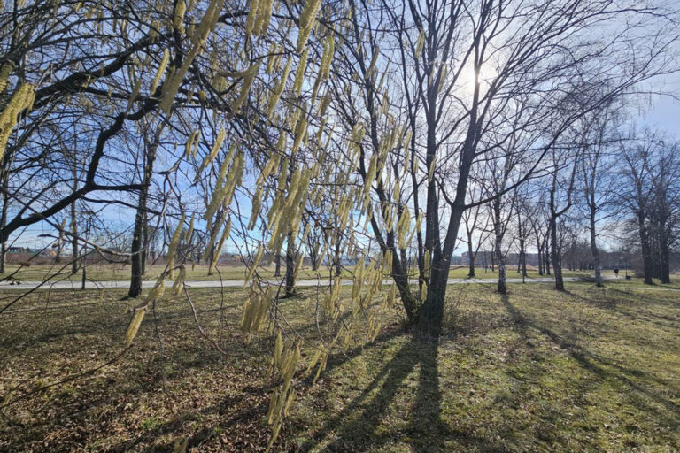 Ein Haselstrauch im Sonnenschein.