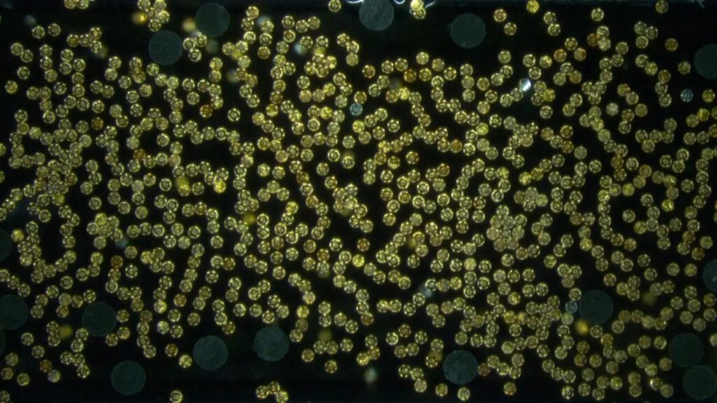 Magnetische Mikroroboter im Schwarm erzeugen gezielte Strömungswirbel und übertragen so ein messbares Drehmoment – Objekte lassen sich dadurch ohne mechanischen Kontakt bewegen.