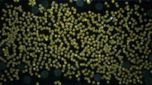 Magnetische Mikroroboter im Schwarm erzeugen gezielte Strömungswirbel und übertragen so ein messbares Drehmoment – Objekte lassen sich dadurch ohne mechanischen Kontakt bewegen.