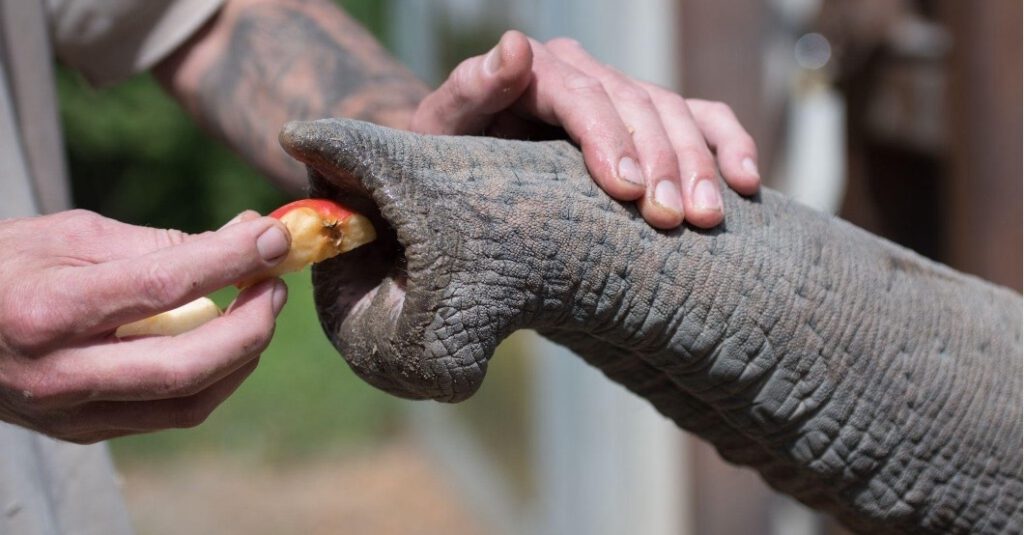 Foto eines Tierpflegers, der die ungewöhnlichen Tasthaare berührt, die den Rüssel eines asiatischen Elefanten bedecken