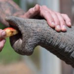 Foto eines Tierpflegers, der die ungewöhnlichen Tasthaare berührt, die den Rüssel eines asiatischen Elefanten bedecken