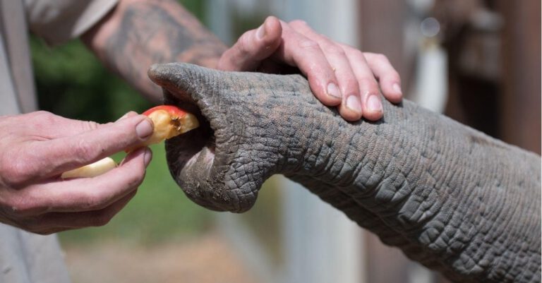 Foto eines Tierpflegers, der die ungewöhnlichen Tasthaare berührt, die den Rüssel eines asiatischen Elefanten bedecken