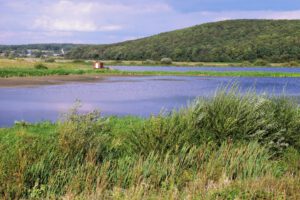 Blick auf eine Moorlandschaft