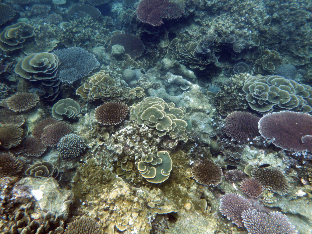 Korallenbleiche hat eine unterschätzte Ursache: Vor Indonesien können Kälteschocks ganze Riffe gefährden und länger wirken als Hitze.