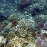 Korallenbleiche hat eine unterschätzte Ursache: Vor Indonesien können Kälteschocks ganze Riffe gefährden und länger wirken als Hitze.