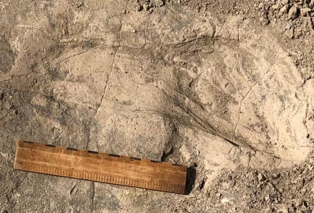 Einer der großen, 1,4 Millionen Jahre alten Fußabdrücke, die das Team ausgegraben hat. Zum Größenvergleich ist ein 6-Zoll-Lineal (~15 cm) abgebildet.