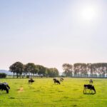 1871 ließ ein Farmer fünf Kühe auf einer Insel zurück – ihr Erbgut verrät nun ein Geheimnis
