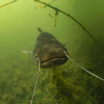 Wels schaut in die Kamera