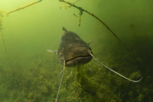 Wels schaut in die Kamera