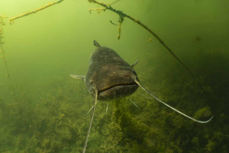 Wels schaut in die Kamera