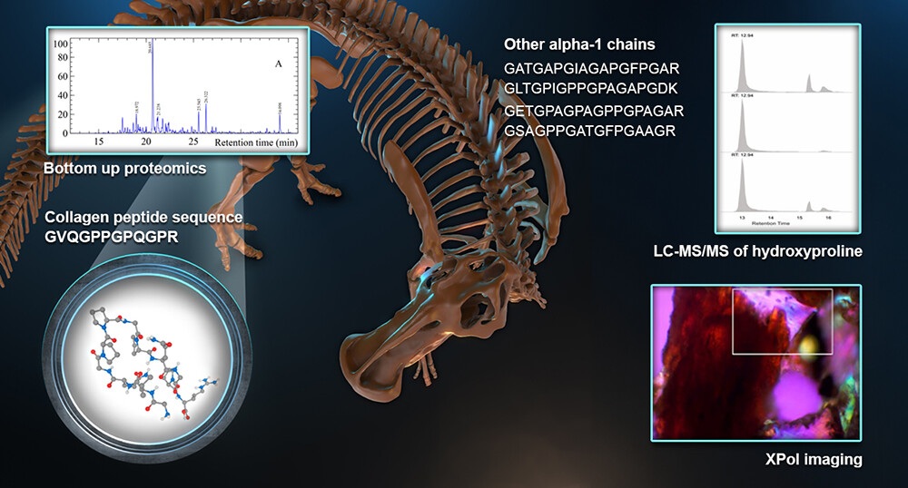 Im Edmontosaurus-Fossil fanden Forscher Kollagen-Fragmente und Spuren der Aminosäure Hydroxyprolin. © University of Liverpool