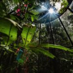 Der Amazonas-Regenwald nimmt bei mehr CO₂ in der Atmosphäre zunächst auch mehr auf. Doch fehlende Nährstoffe bremsen das Wachstum schnell.